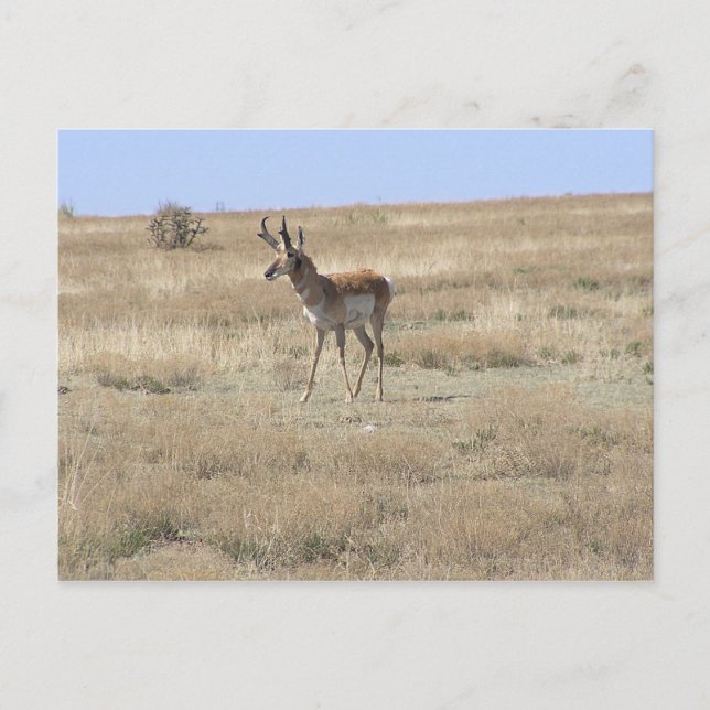 Postal Antelope en perfil (Anverso)