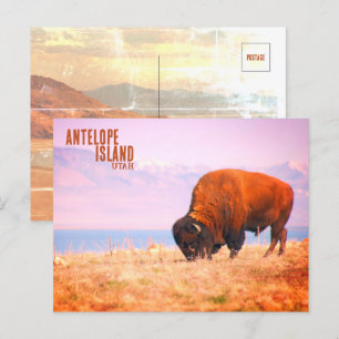 Postal Antelope Island Bison