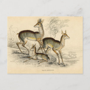 Postal Antelope Postcard