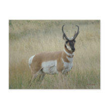 Antelope Pronghorn Big Buck