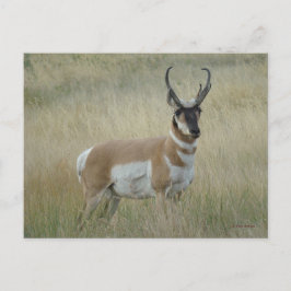 Postal Antelope Pronghorn Big Buck