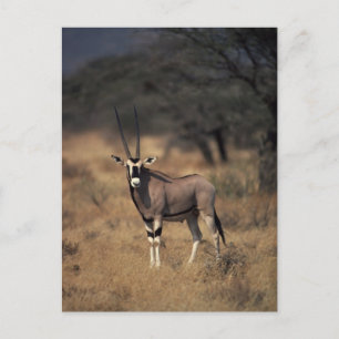 Postal Antelope solitario