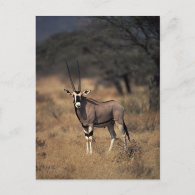 Postal Antelope solitario (Anverso)
