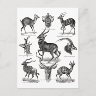 Postal Antelopes