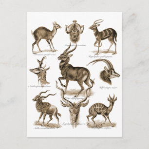 Postal Antelopes