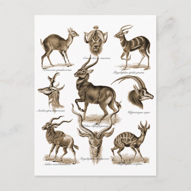 Postal Antelopes (Anverso)