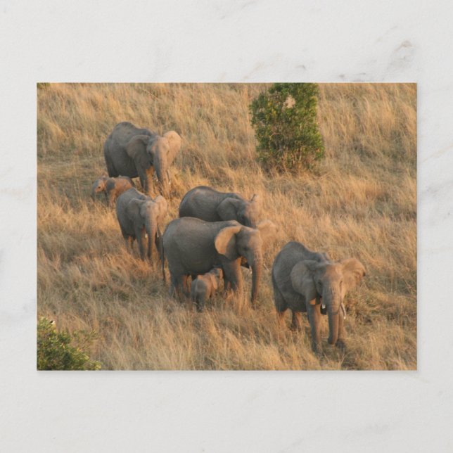 Postal antena familiar elefante (Anverso)