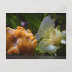 Postal Antenarius comercial y Taenianotus triacanthus