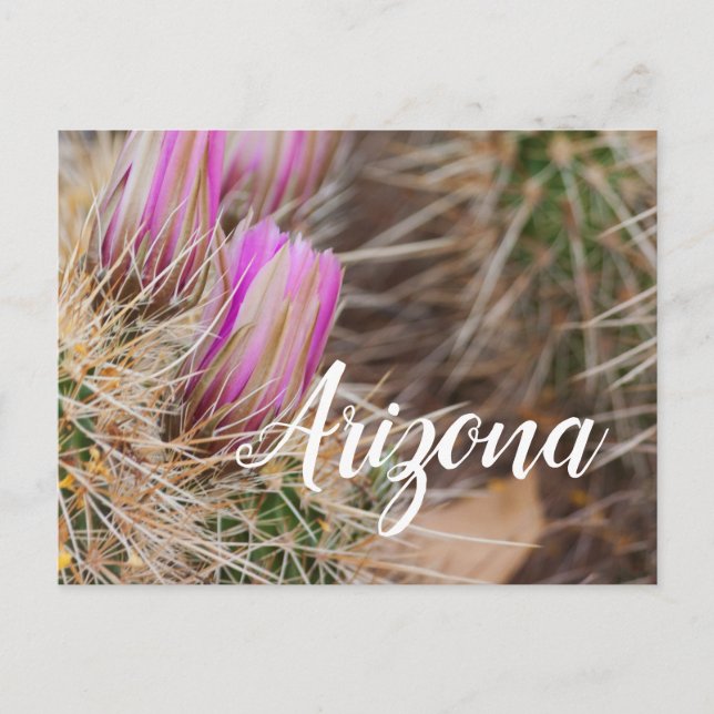 Postal Antes de la floración, Arizona (Anverso)