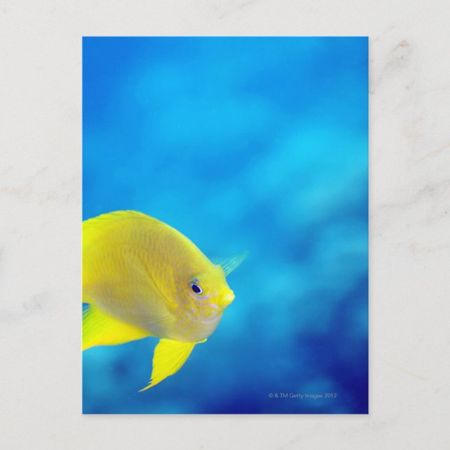 Postal Anthias de Bartlett (Anverso)