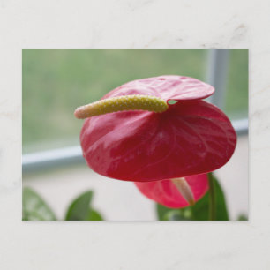 Postal Anthurium, rojo, verde, flor, fotografía