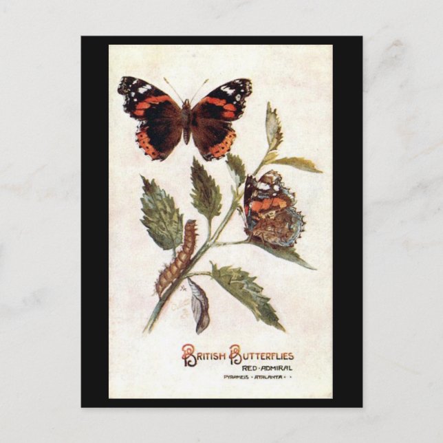 Postal antigua - Almirante rojo (Anverso)