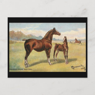 Postal antigua - Caballos
