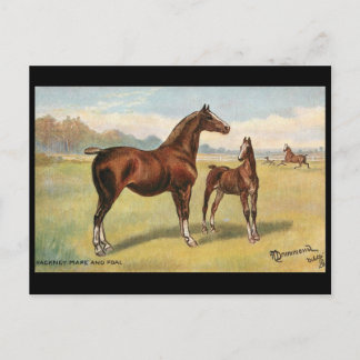 Postal antigua - Caballos