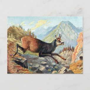 Postal antigua - Cabra Chamois