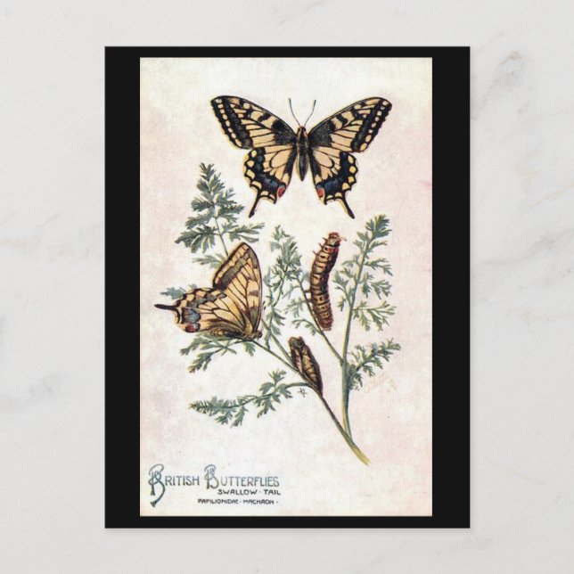 Postal antigua - Cola tragable (Anverso)