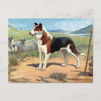 Postal antigua - Collie suave y haitiana