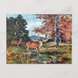 Postal antigua - Deer de barbecho