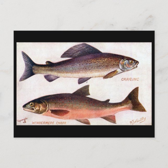 Postal antigua - Grasería y Cargo de Windermere (Anverso)