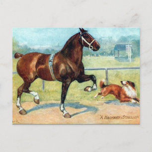 Postal antigua - Hackney Stallion