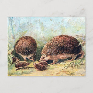 Postal antigua - Hedgehogs
