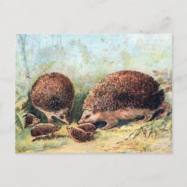 Postal antigua - Hedgehogs (Anverso)