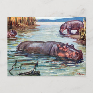 Postal antigua - Hippopótamo