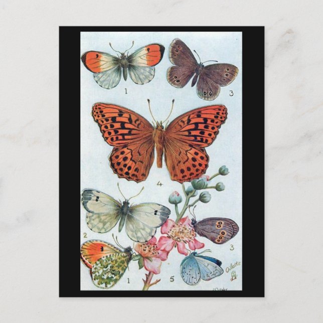 Postal antigua - Mariposas (Anverso)