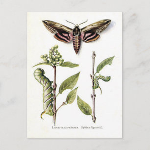 Postal antigua - Moth de halcón privado