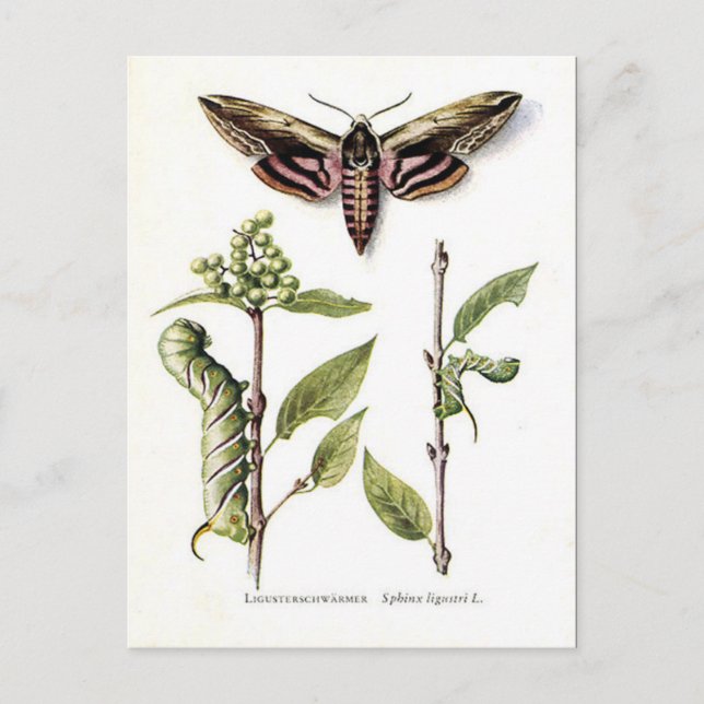 Postal antigua - Moth de halcón privado (Anverso)