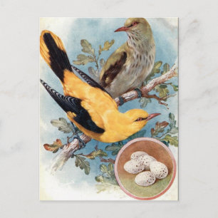 Postal antigua - Oriole dorado