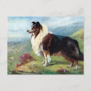 Postal antigua - Scotch Collie