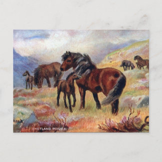Postal antigua - Shetland Ponies
