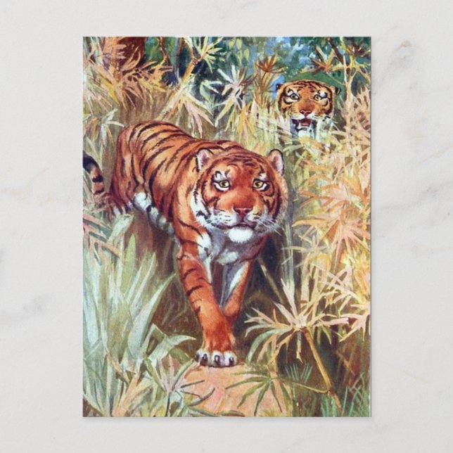 Postal antigua - Tigres (Anverso)