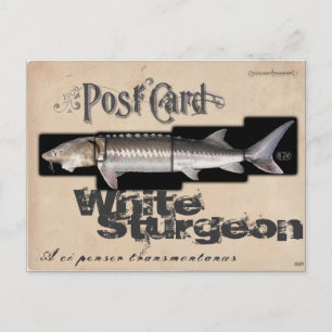 Postal Antigüedad de Sturgeon-Illusionenser blanca