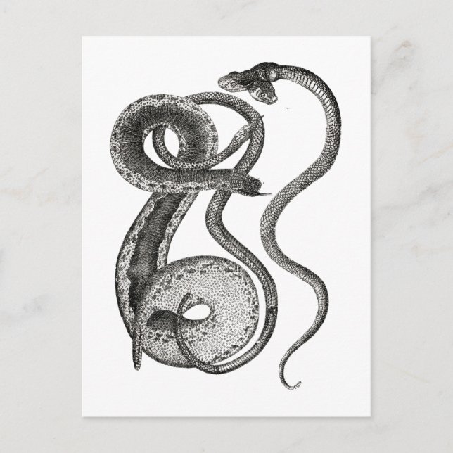 Postal Antigüedades de Serpiente de Dos Cabezas Curiosida (Anverso)