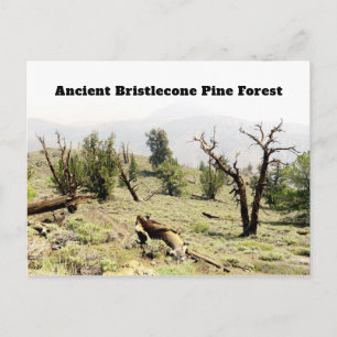 Postal Antiguo bosque Bristlecone Pine California
