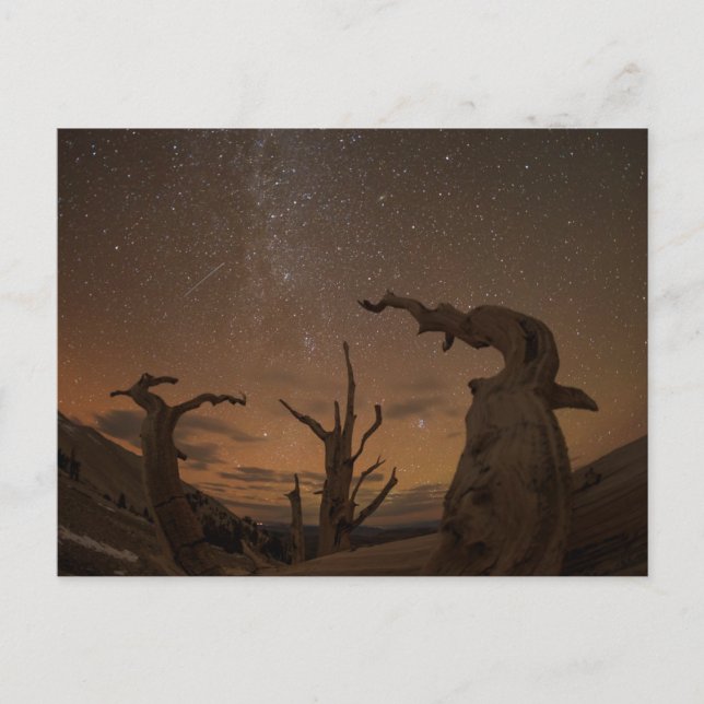 Postal Antiguo bosque de pinos de Bristlecone | Californi (Anverso)