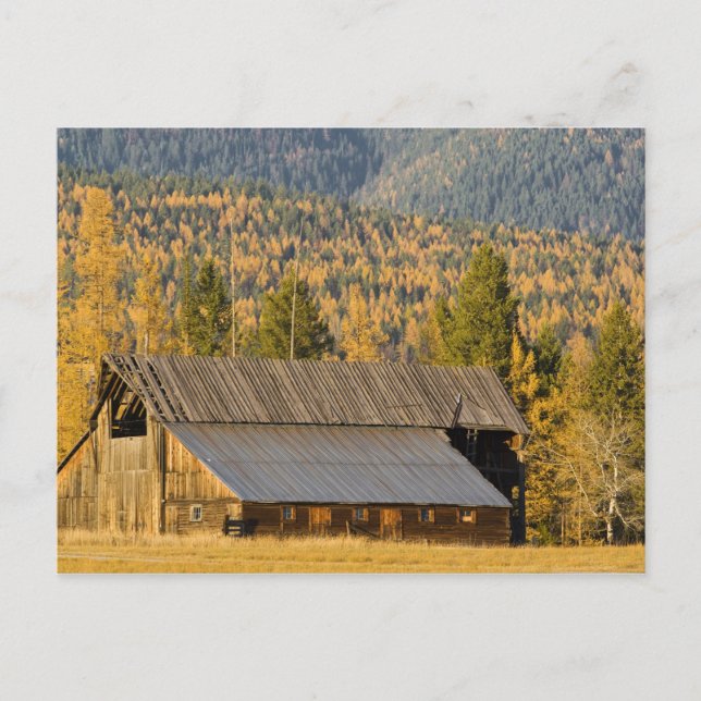 Postal Antiguo granero de madera con tamaracks de otoño c (Anverso)