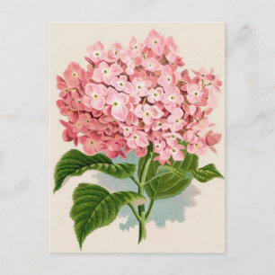 Postal Antiguo Hydrangea Romántica Botánica