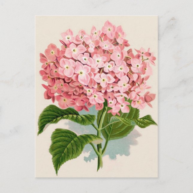 Postal Antiguo Hydrangea Romántica Botánica (Anverso)