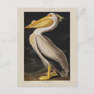 Postal Antiguo Pelícano Blanco Costero de John James Audu