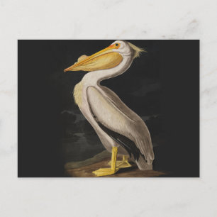 Postal Antiguo Pelícano Blanco Costero de John James Audu
