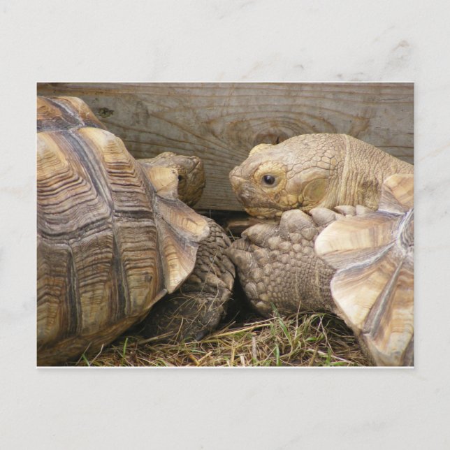 Postal Antiguos Gossips (Anverso)