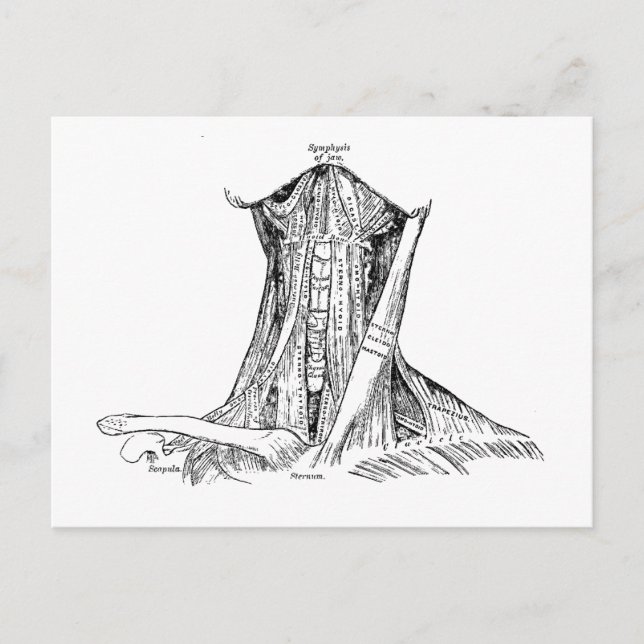 Postal Antiguos Músculos De Ilustracion De Anatomía Del C (Anverso)