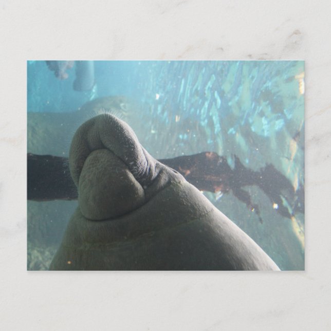 Postal Antillean Manatee # 1 (Anverso)