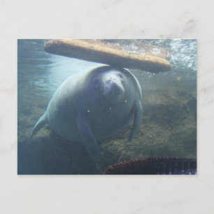 Postal Antillean Manatee # 2