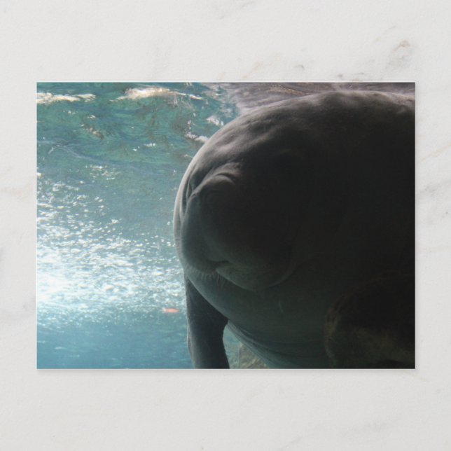 Postal Antillean Manatee # 3 (Anverso)