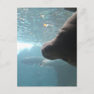 Postal Antillean Manatee # 4
