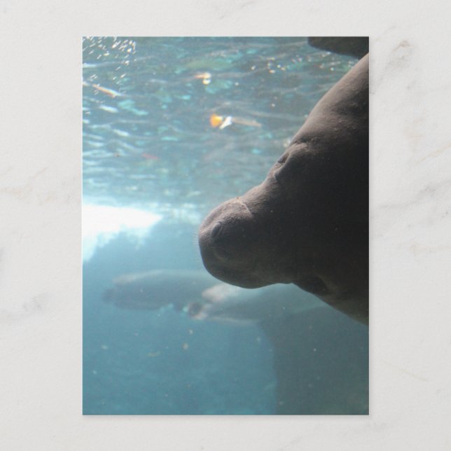 Postal Antillean Manatee # 4 (Anverso)